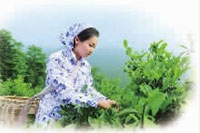 KKPAY钱包,油茶莳植生产加工销售,植物油莳植生产加工销售