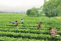 KKPAY钱包,油茶莳植生产加工销售,植物油莳植生产加工销售