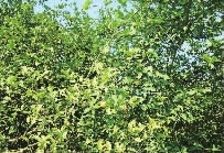 KKPAY钱包,油茶莳植生产加工销售,植物油莳植生产加工销售